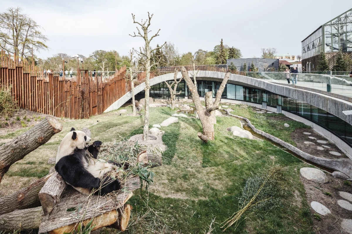 Panda House's yin and yang shape is designed to keep the pandas totally separate