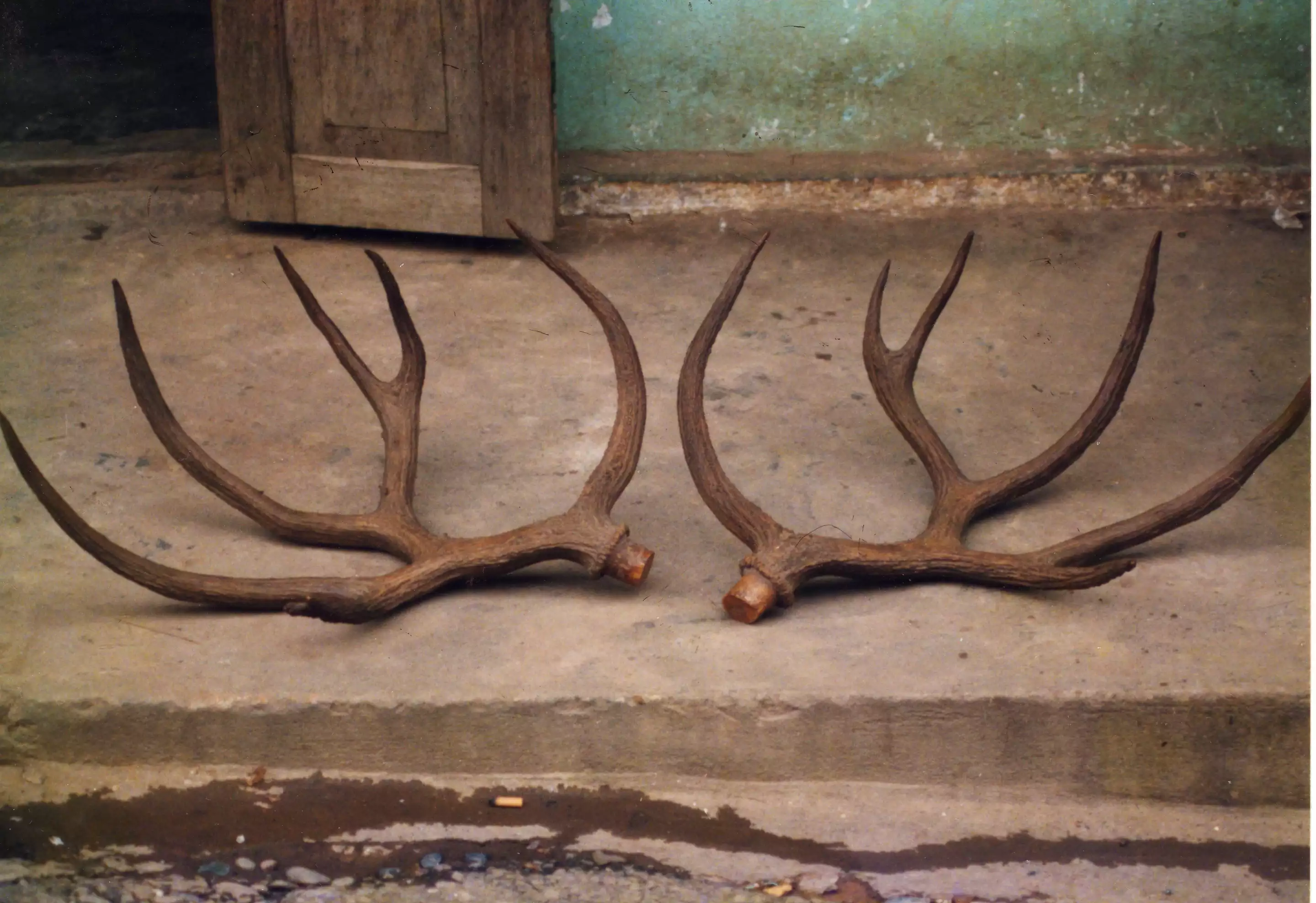 The antlers photographed in 1991 by Laurent Chazée, which are believed to belong to a Schomburgk’s deer