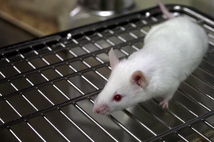 The researchers took cells from the gums of mice and chemically altered them so that they became induced pluripotent stem cells
