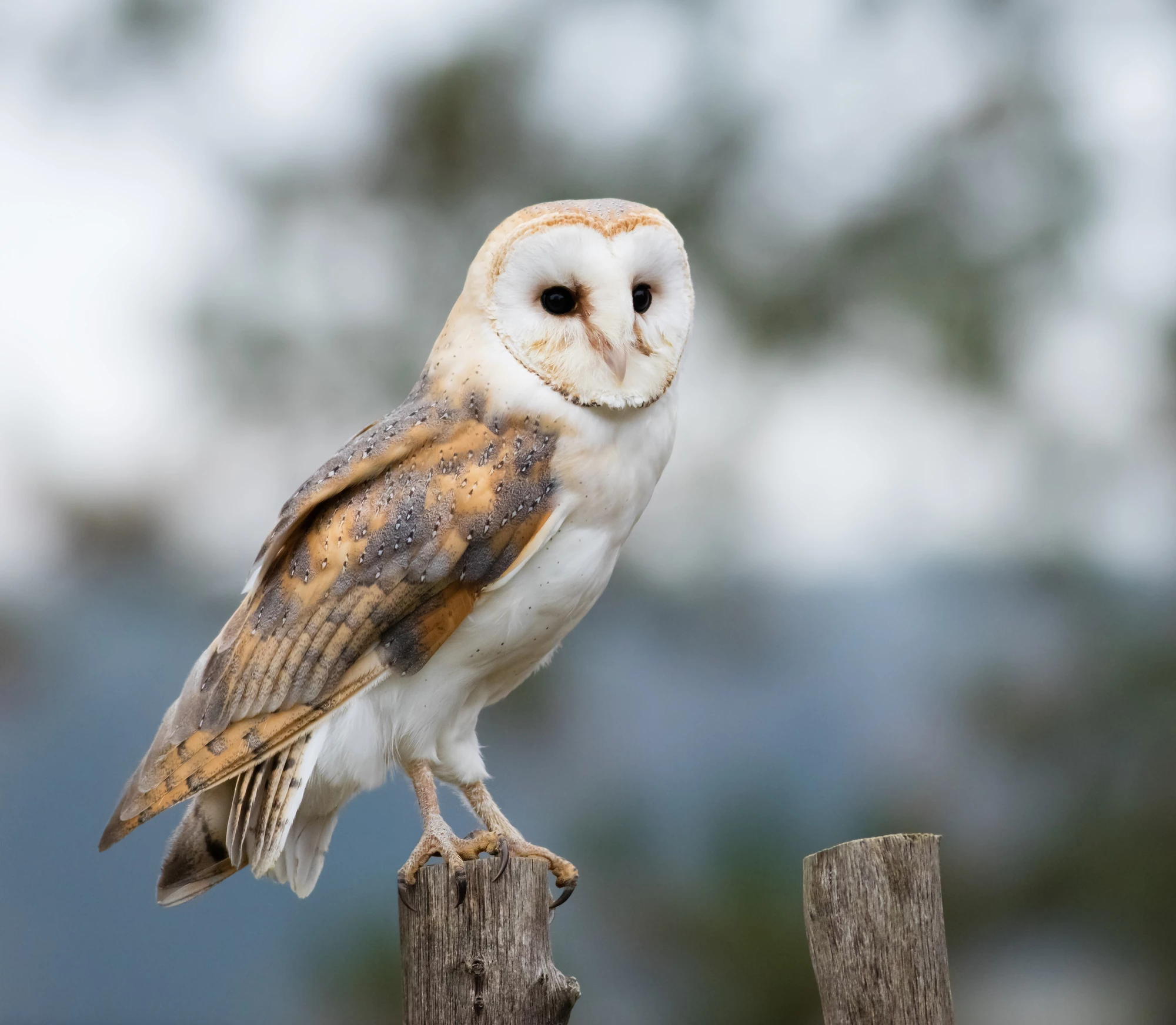 Although Russo has no data to prove that owls get stung by hornets, he believes that is is very likely, as birds in general avoid nesting near or investigating hornet nests
