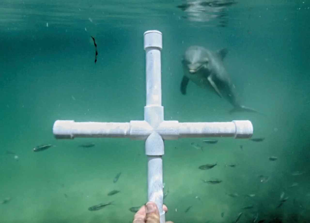 Part of SpeakDolphin's research involved exposing dolphins to objects not found in nature, such as crosses