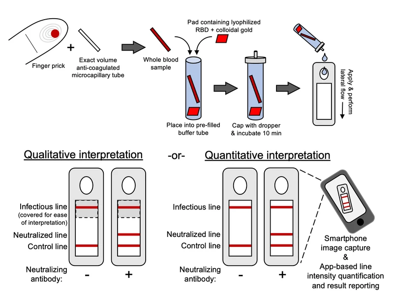 Alongside lateral flow test technology, a smartphone app is required to quantify the levels of antibodies in a given sample