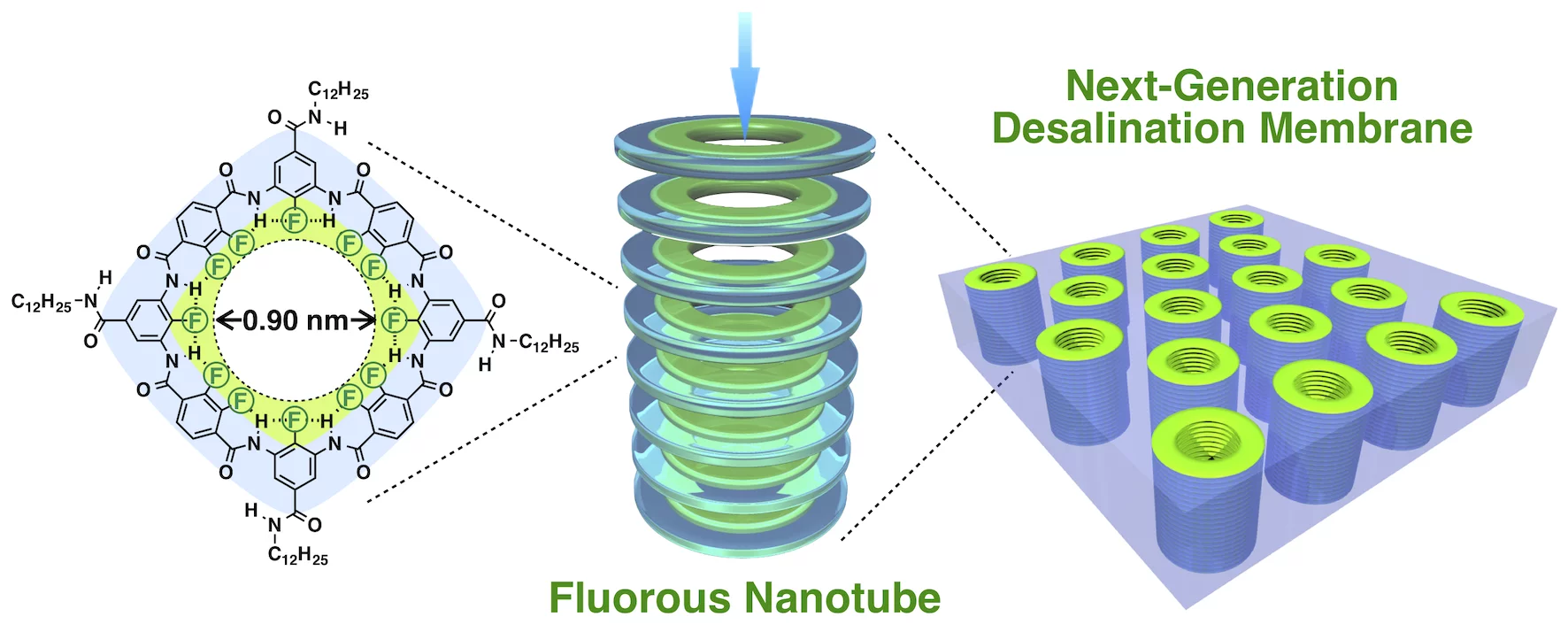 Fluorine rings measuring between 0.9 and 1.9 nanometers wide allow water to pass through with little friction, while the negative charge repels ions in salt