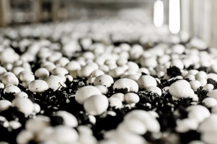 They might not look as good as steak, but eating mushrooms instead of meat might make you feel more full, which could help with your weight loss goals