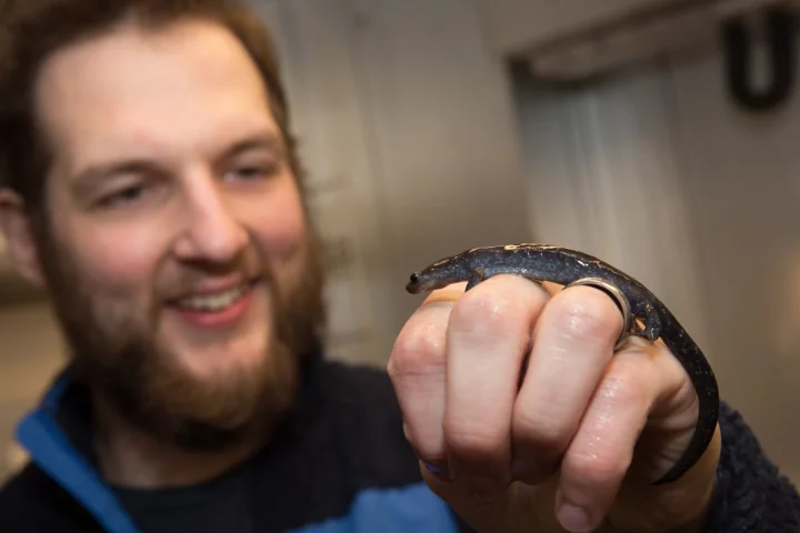 Lead author Robert Denton with a salamander in hand