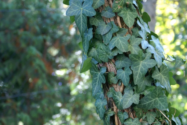 Common or English ivy (Hedera helix) clinging to an Acacia