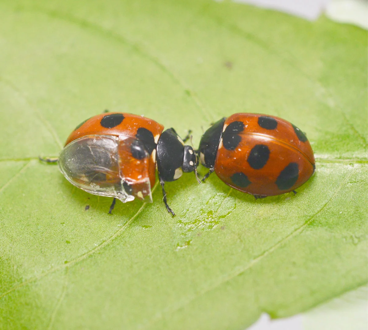 The "visible ladybug," at left