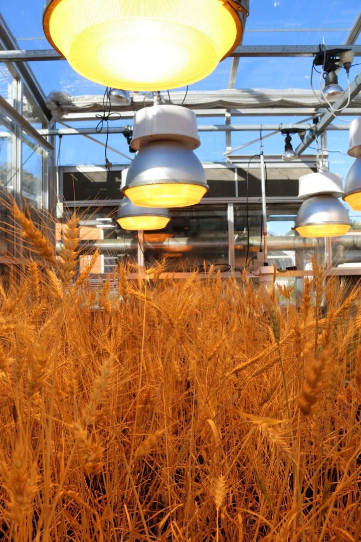 The speed breeding technique was developed by scientists at the University of Sydney, the University of Queensland (UQ) and the John Innes Centre