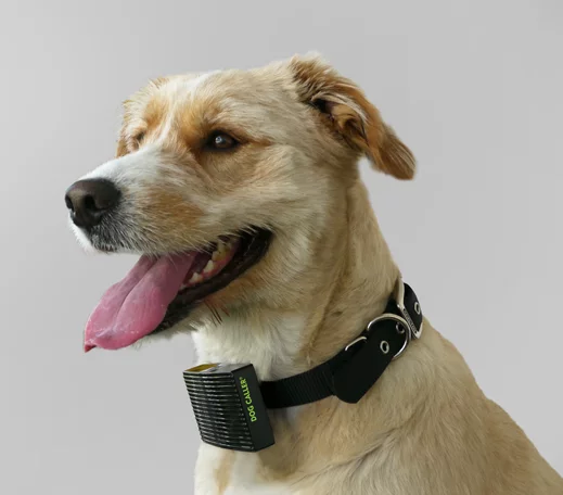 The Dog Caller as modeled by a dog