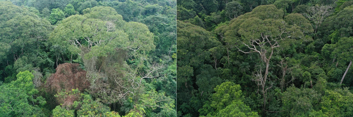 A Dipteryx oleifera tree just after being struck by lightning in 2019 (left) versus two years later (right)