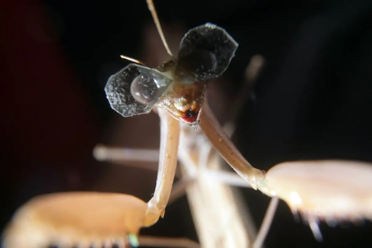 One of the 3D spec-wearing mantises, which probably isn't actually smiling