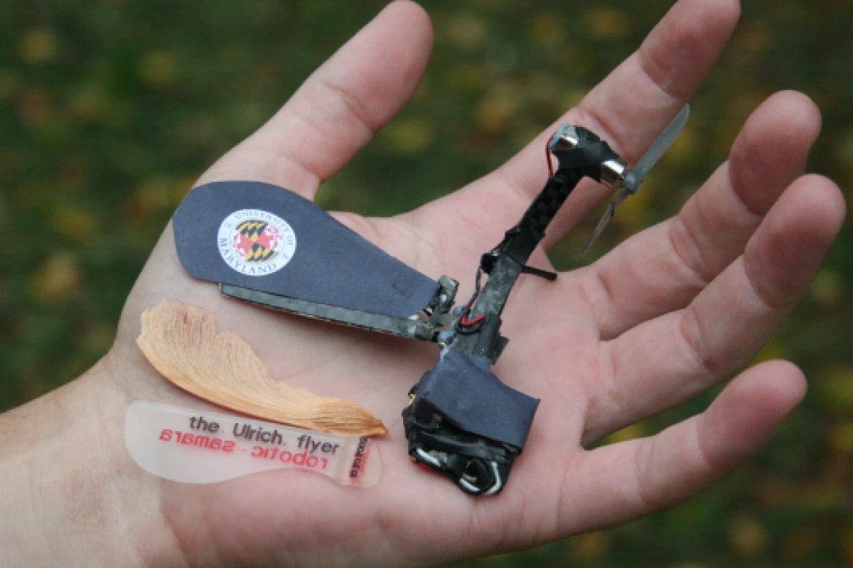 The smallest monocopter built by Ulrich to-date, with a maximum dimension of 95mm and a wing equal in size to a natural samara (Photo: Evan Ulrich/A. James Clark School of Engineering, U-Md.)