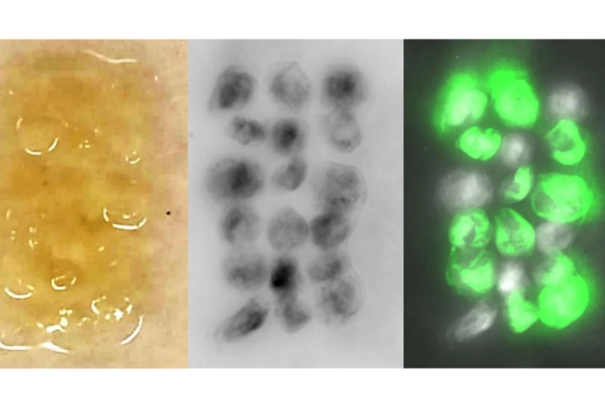 Bacteria were genetically engineered to produced fluorescent cell cultures called spheroids, which act as self-repairing building blocks