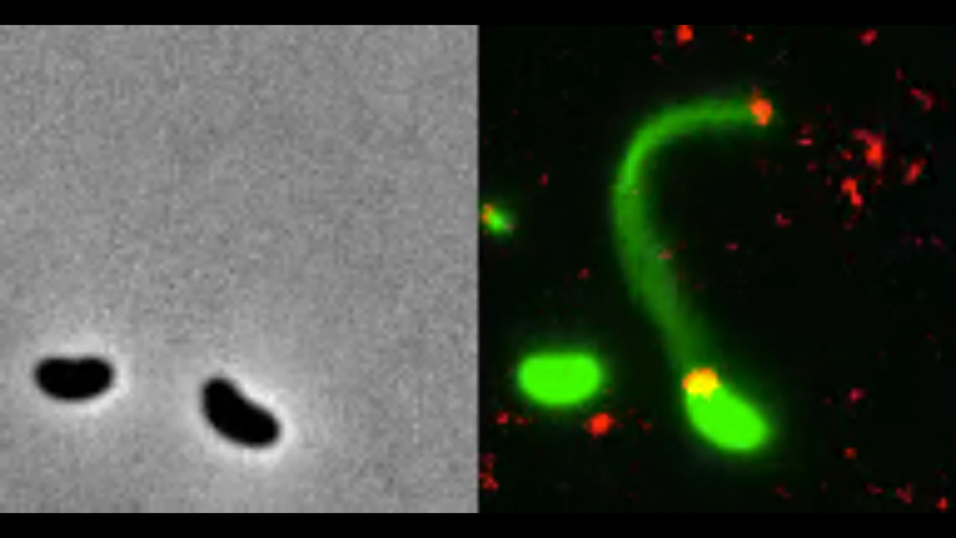 Fluorescent dyes (right) have allowed researchers to directly observe how bacteria (green) send out harpoon-like appendages called pili to latch onto DNA fragments (red), compared to no dyes (left)