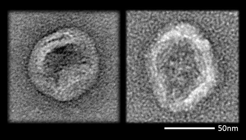 An enveloped virus (left) coats itself with lipid as part of its life cycle. New lipid-coated DNA nanodevices (right) closely resemble those viruses and evade the immune defenses of mice (Image: Steven Perrault/Harvard's Wyss Institute)