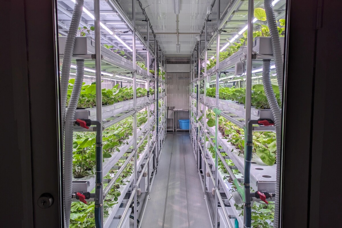 Super-sized grow kit allows wasabi to be farmed anywhere in the world