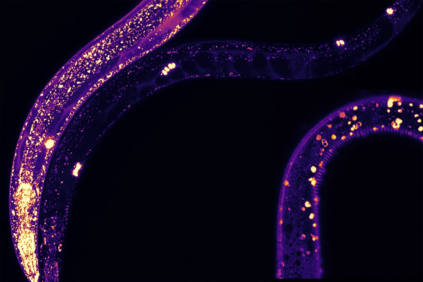 Protective MANF proteins (the purple and yellow dots) were found in C. elegans in structures associated with lifespan, showing that they contribute to cellular health