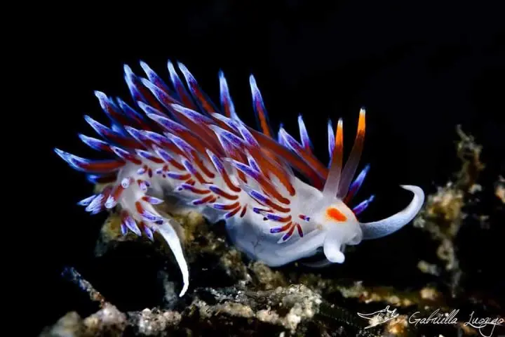 A Cratena peregrina nudibranch, which eats both hydroid polyps and the zooplankton that THEY eat