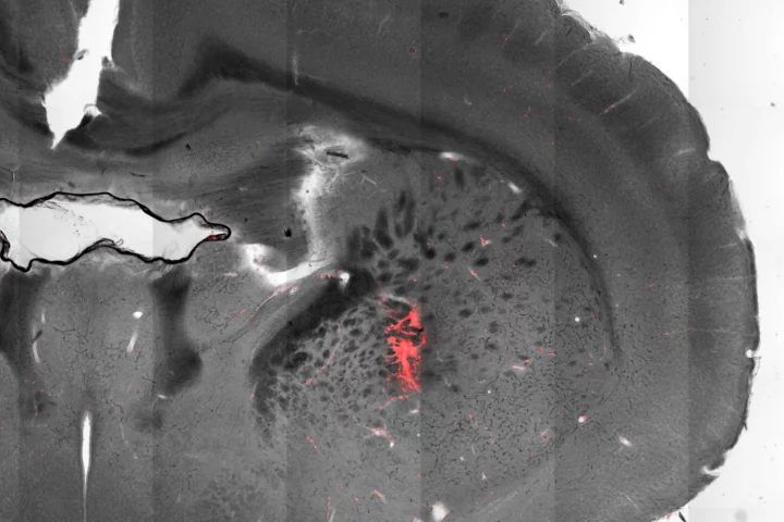 This cross-section image of a mouse brain shows magnetic nanoparticles (red) that allow researchers to directly stimulate neurons using a magnetic field