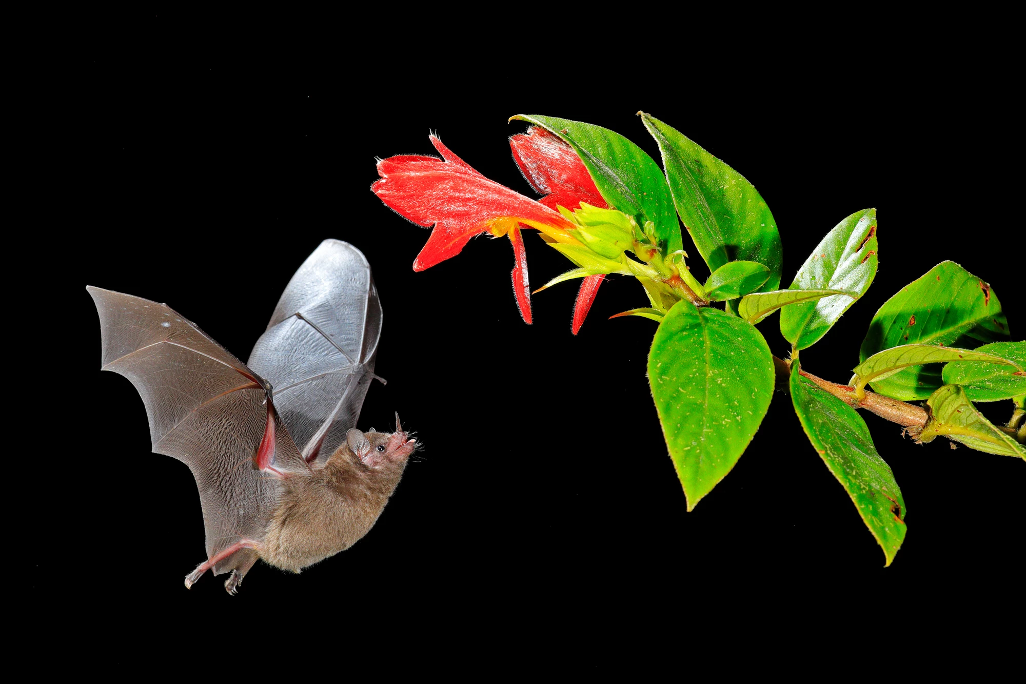 Pallas's long-tongued bats have coevolved with their favorite nectar-providing flowers