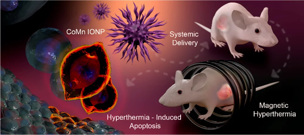 The researchers tested out their new nanoclusters on mice with ovarian cancer, and found some promising results