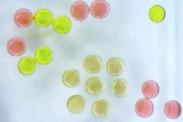 A Berkeley Lab team has created the first magnetic liquid droplets