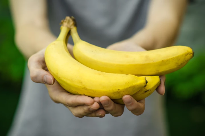 Regulatory appeal: A genetically modified, disease-resistant Cavendish banana plant could soon be commercially approved