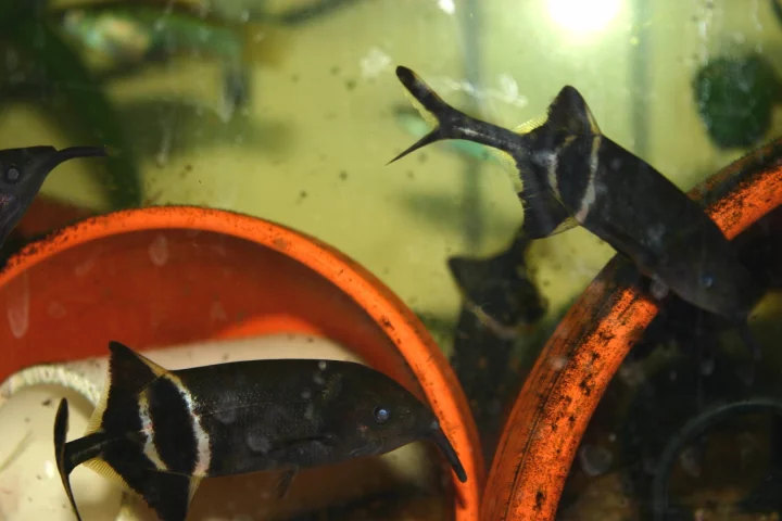 Elephant nose fish in an aquarium – you can see where they get their name
