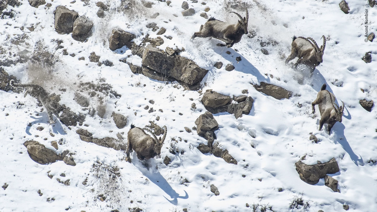 Winner, Behaviour: Mammals. The great cliff chase. A snow leopard charging a herd of Himalayan ibex towards a steep edge. Kibber Wildlife Sanctuary, Himachal Pradesh, India