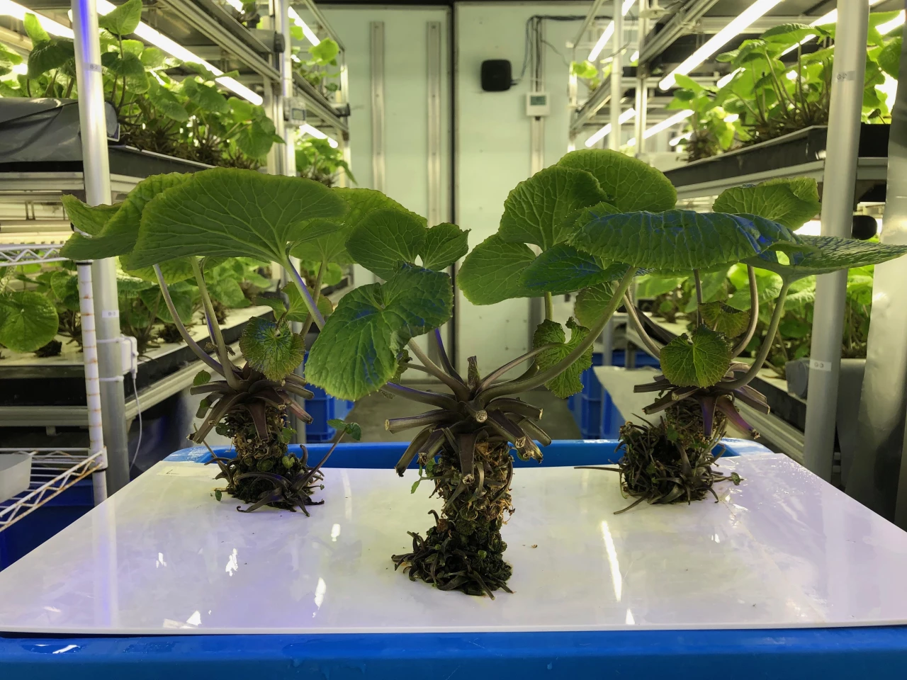 The Matsuma wasabi plant is native to Mazuma Village in Wakayama Prefecture, and is considered to be a high-quality variety