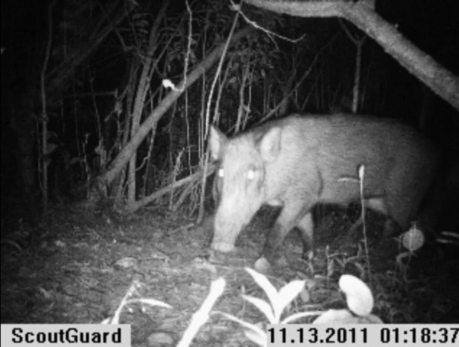 Instant Wild is a conservation app that sends photos of wild animals to users' iPhones, as those animals trigger camera traps in the wild