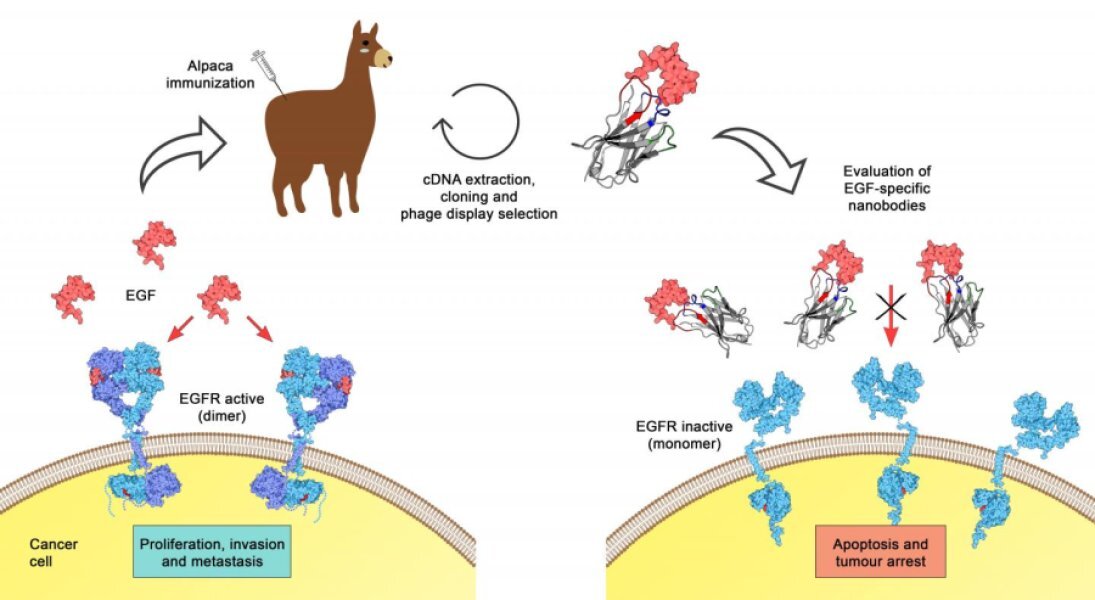 Strategy to obtain and evaluate specific nanobodies against human EGF