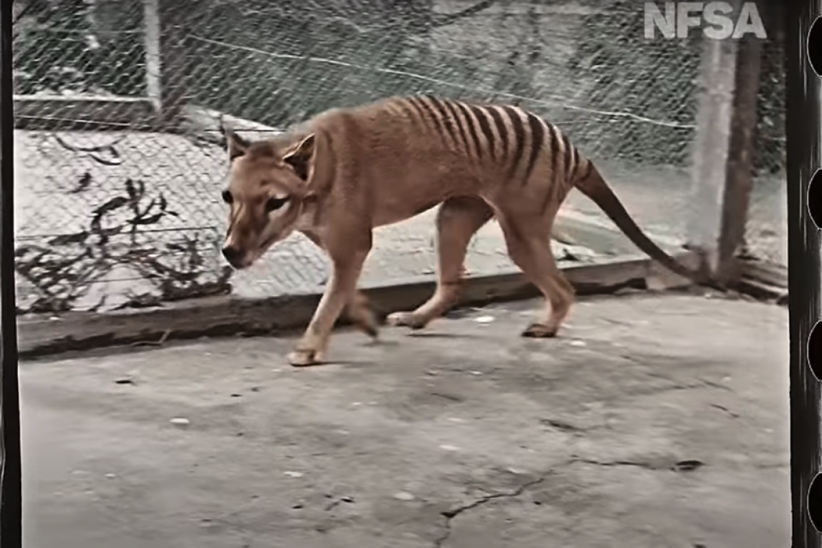 Tasmanian Tiger, Thylacine