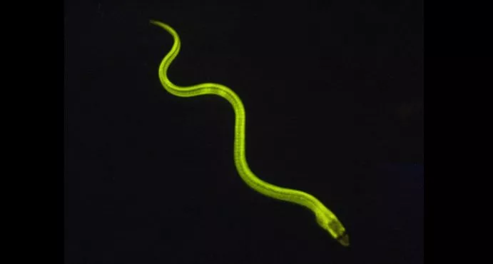 A glowing Japanese freshwater eel – it's more than just tasty