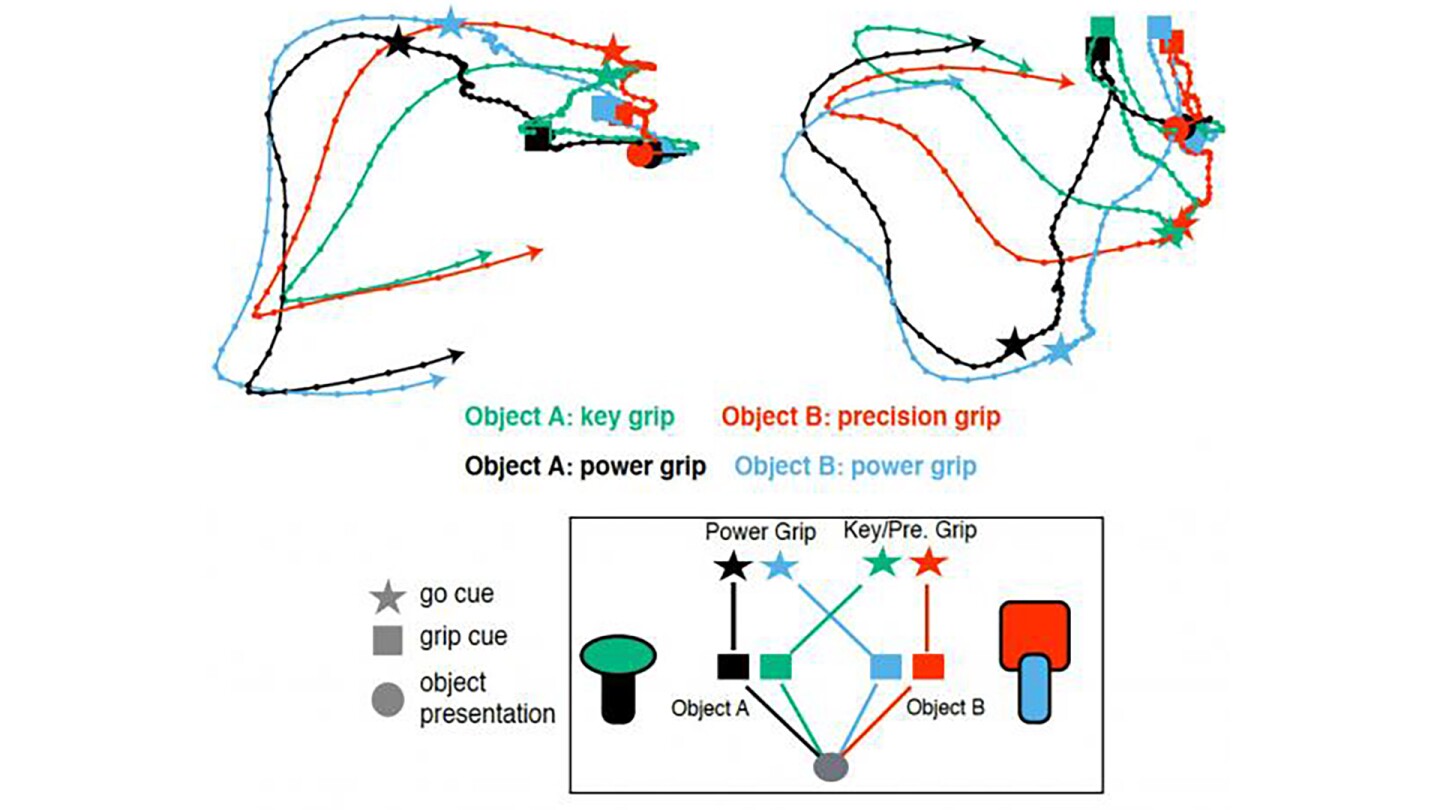 During the study, three monkeys were handed different objects, and told how to grip them via colored lights, with the patterns of neural activity recorded at every stage of the process