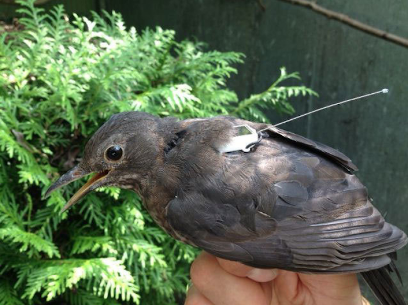The ICARUS transmitters weigh 5 g and can be worn like a backpack by some creatures