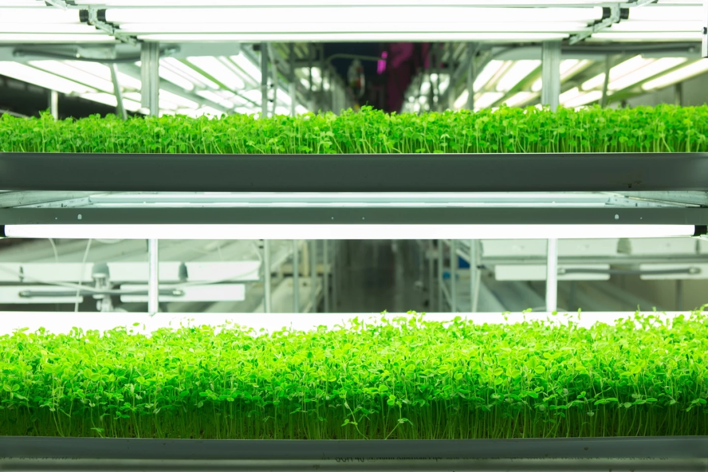 FarmedHere's facilities use energy-efficient LED lighting for the growing process