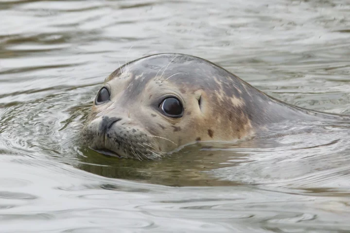 The feces of grey seals has revealed new insights about the way ocean plastics can move through the food chain