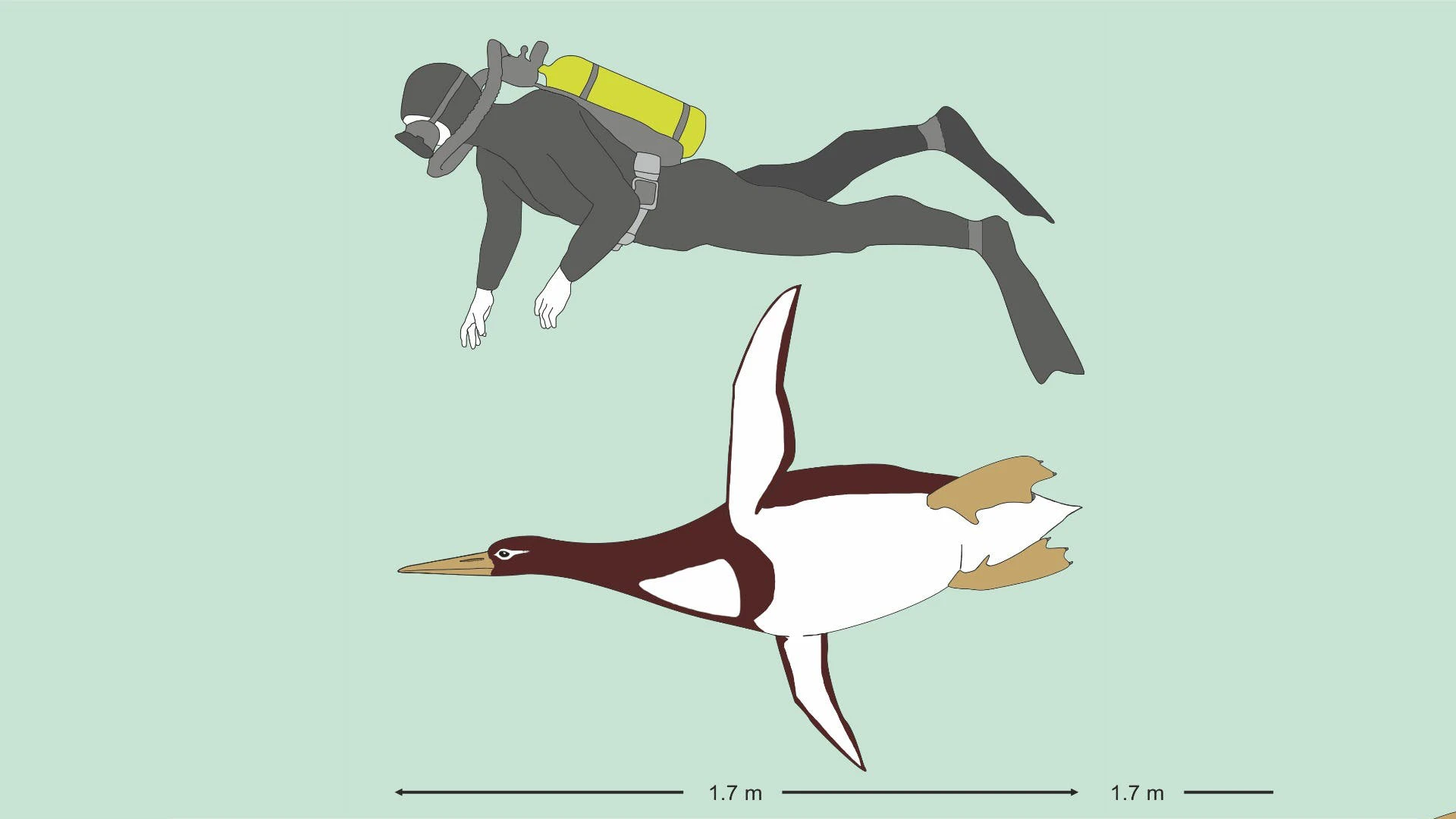 The ancient giant Kumimanu biceae would have been the size of a human diver