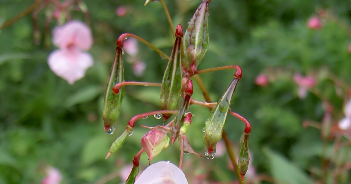 Bio-inspired robo-gripper mimics seed pods for efficiency Bio-inspired robo-gripper mimics seed pods for efficiency