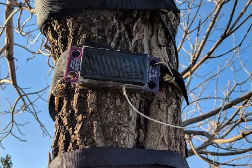 Amongst other things, monitoring the growth cycles of trees could help show how they're being affected by environmental factors such as climate change