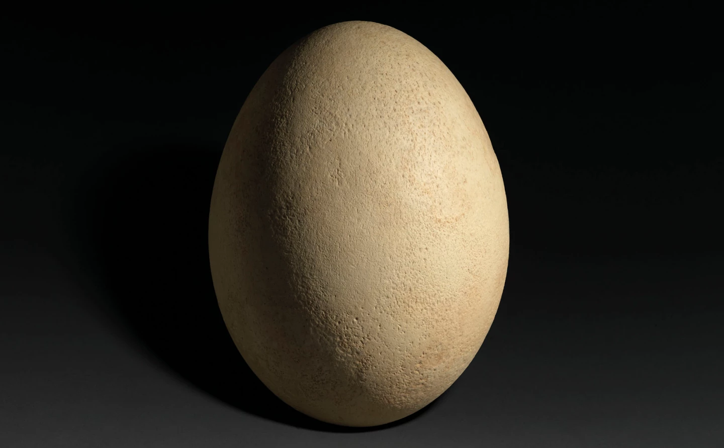 11-inch Elephant Bird Egg | Price: $44,437 (£35,000) | Auction Link | As far as we know, the largest bird of all time was the now-extinct elephant bird (Aepyornis maximus). The flightless animal stood over 10 feet tall (3 m), and was native to Madagascar. Elephant birds died out as a species approximately 500 to 1,000 years ago, the prevailing theory being that humans reduced their habitat and/or over-hunted them. The Elephant Bird was thought to be the giant flying beast known as the Roc (or Ruhk) in the tales of Sinbad and accounts of Marco Polo's voyages. This complete egg is 11 inches tall, and eight inches in diameter (28 x 20 x 20cm).
