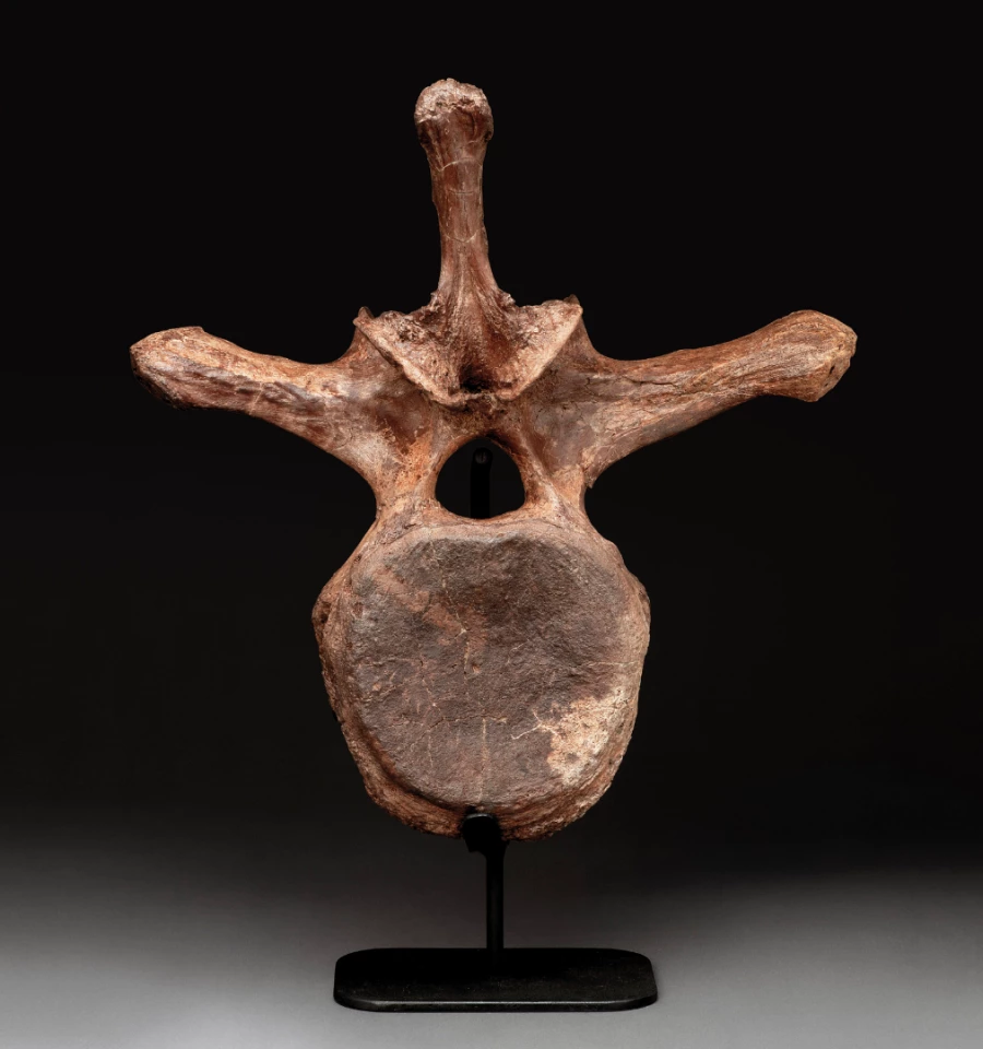 Triceratops Vertebra | Price: $7,142 (£5,625) | Auction Link | The massive three-horned Triceratops dinosaur lived in North America in the period from 68 million years ago until the Cretaceous–Paleogene extinction event 66 million years ago. This Triceratops vertebra was found in the Hell Creek Formation in Montana and is 19 ½ inches (49.5cm) tall.
