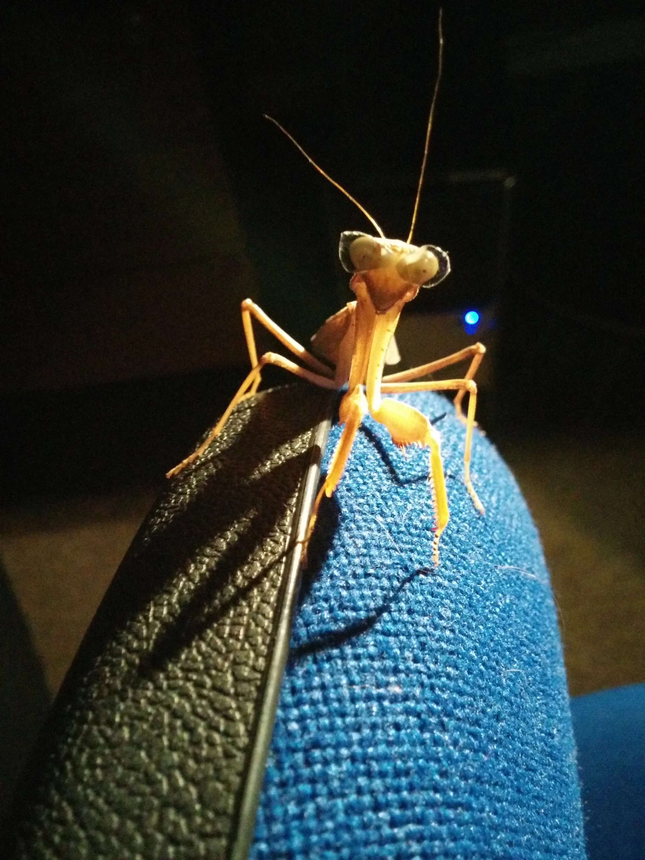 The glasses are removed from the insects between testing sessions