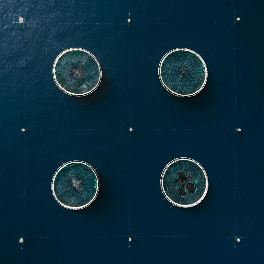 The Aquaculture Series: A look at fish farming in Croatia