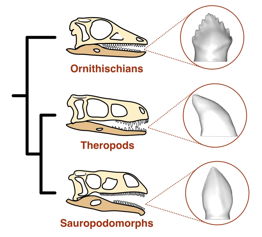 The three main lineages of dinosaur had different shapes of teeth, which hint at their diets