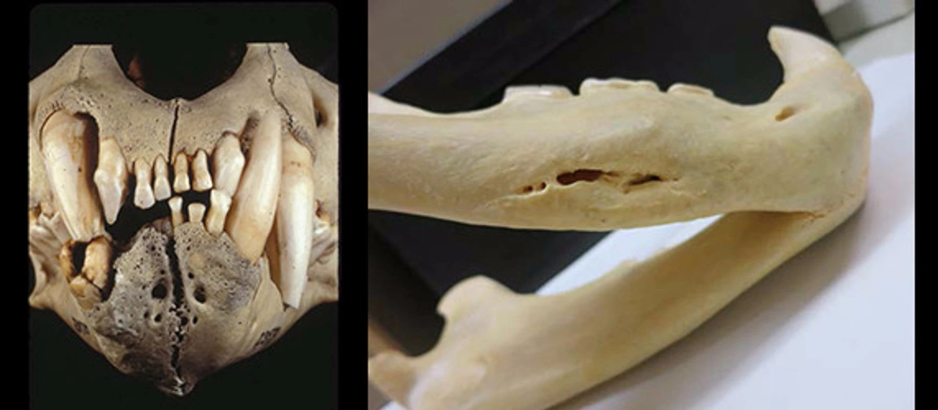 The primary Tsavo man-eater, left, had major dental damage while the jawbone of the Mfuwe man-eater, right, shows multiple lesions and other injuries