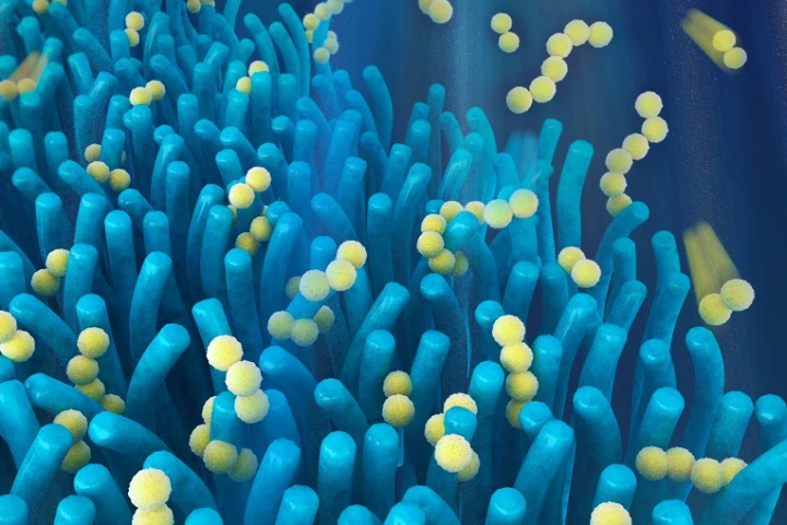 The researchers added a villi-like layer of tiny wires that are able to trap active battery material