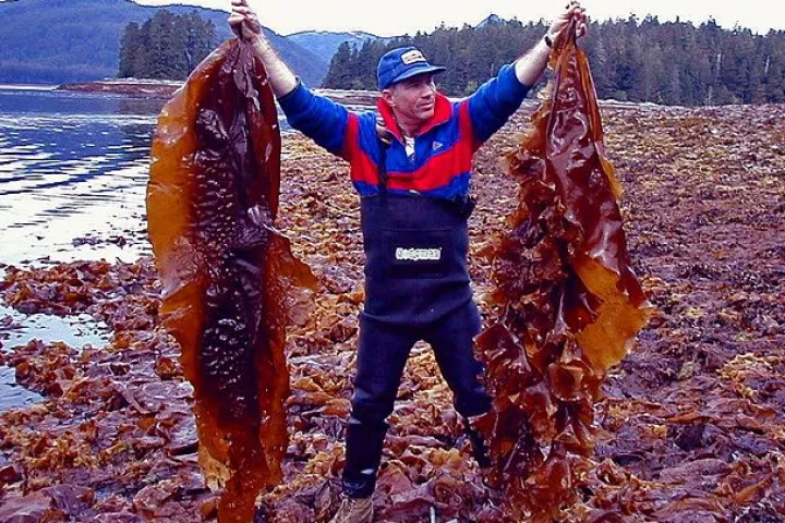 Sugar kelp yields a lot of bio-oil – if you put the heat on (Photo: NOAA)