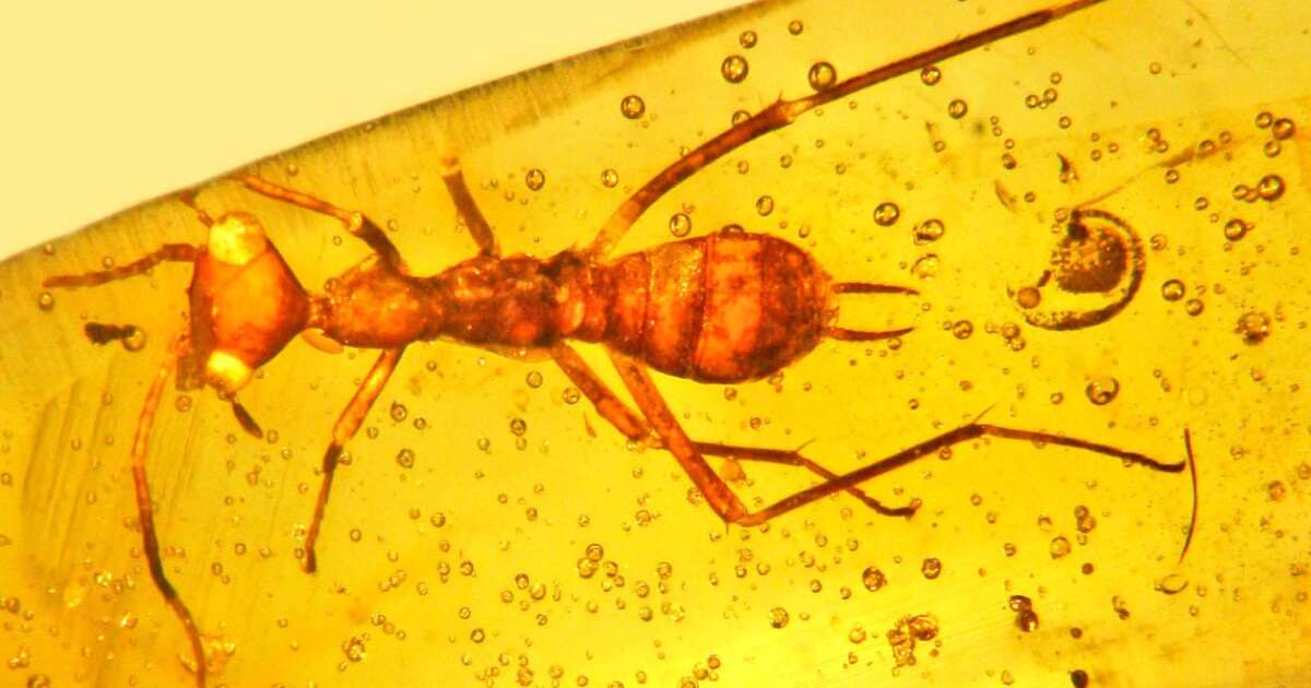 Ancient amber discoveries: Nature's time capsule